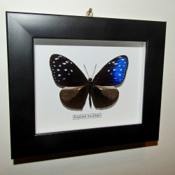 Бабочка Euploea mulciber в рамке