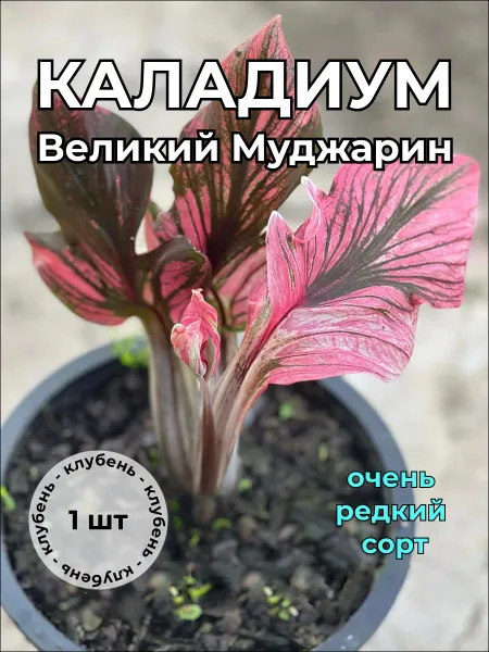 Каладиум Великий Муджарин клубень - редкий сорт