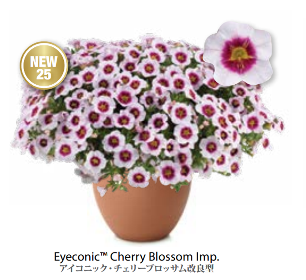 ЕВРО Calibrachoa Eyeconic Cherry Blossom укорененный черенок