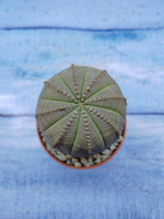 Euphorbia Obesa (Эуфорбия)