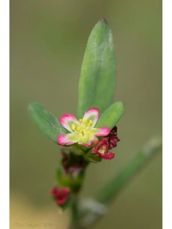 Семена Горец птичий (Polygonum aviculare) (Спорыш) 50 гр.