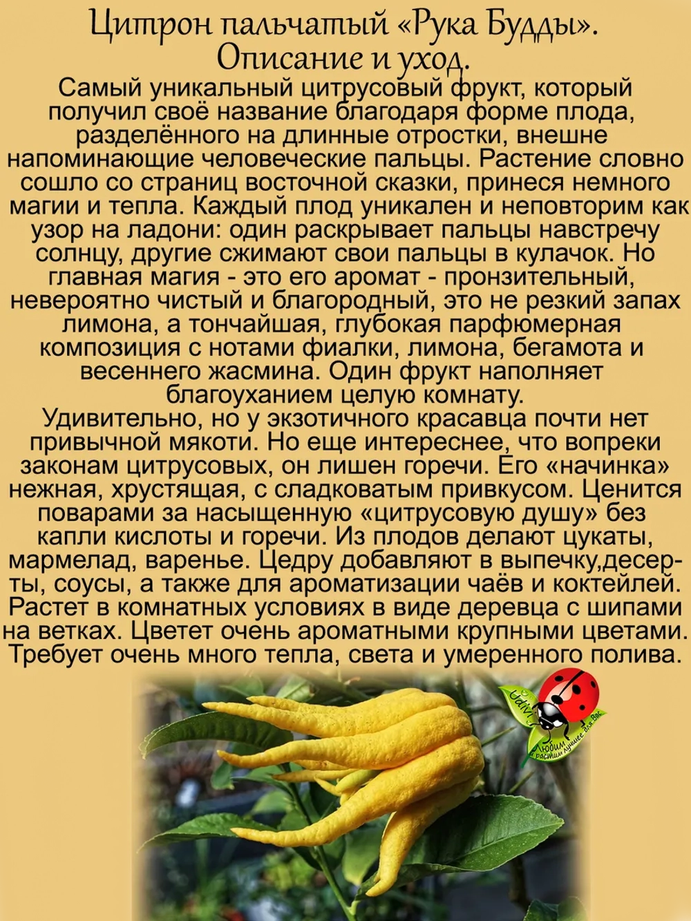 Цитрон Рука Будды пальчатый