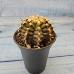 Gymnocalycium T-Rex hybride (Гимнокалициум T-rex)