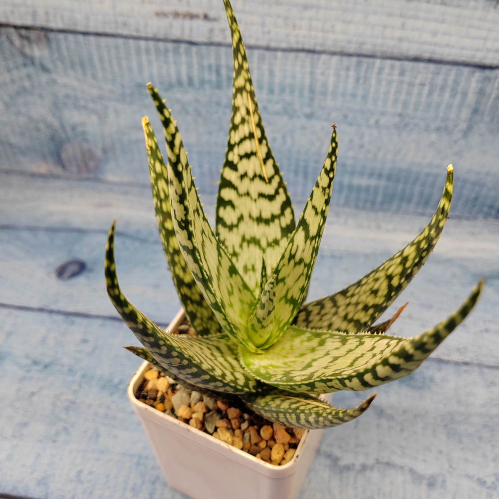 Aloe Bronze Lizard (Алоэ)