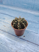 Gymnocalycium Friedrichii (Гимнокалициум)