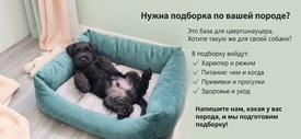 Цвергшнауцер: характер, воспитание и первые месяцы дома