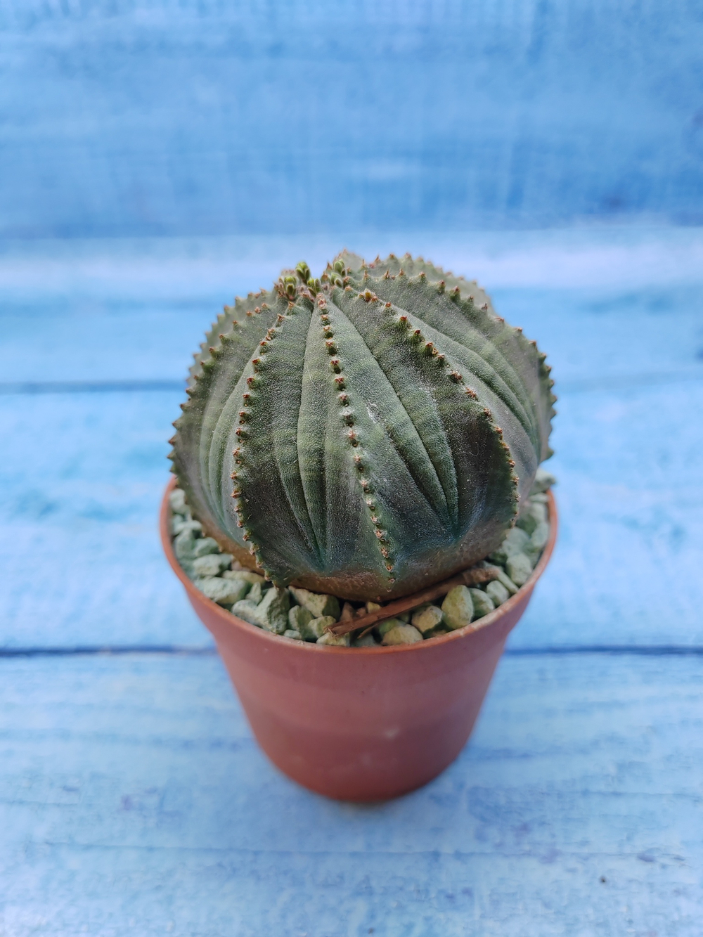 Euphorbia Obesa (Эуфорбия)