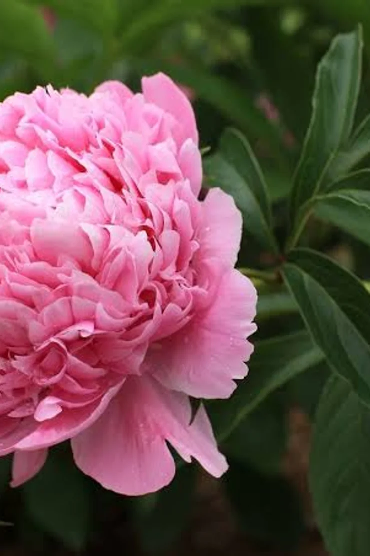 Paeo Edulis Superba 3/5.
