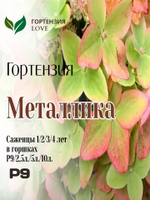 Гортензия метельчатая Металлика Р9