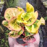 Кротон PHET CHOMPHU – PINK DIAMOND (K93)