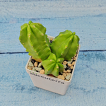Echinocereus Viereckii Moricalli (Эхиноцереус)