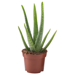 IKEA ALOE VERA  (ИКЕА АЛОЕ ВЕРА)  -  Растение в горшке - алоэ 12 см