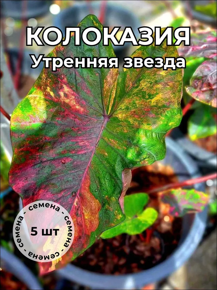 Колоказия "Утренняя звезда" — семена, 5 шт.