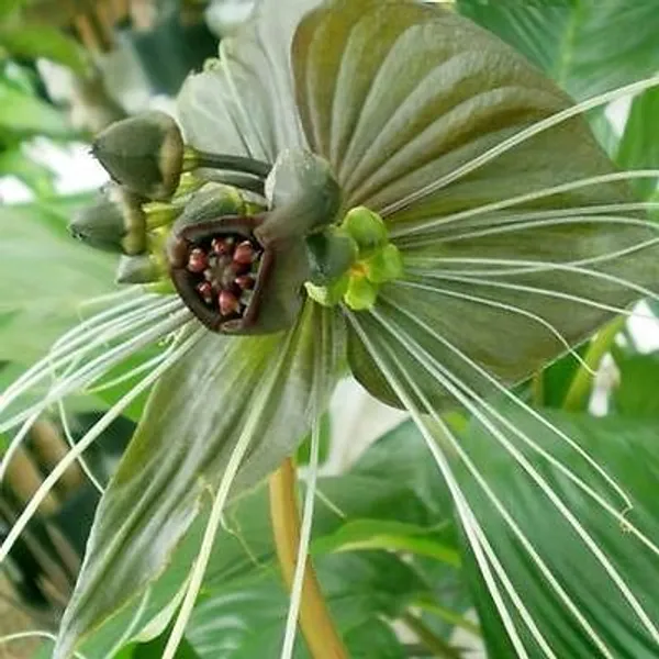 Такка Черная (Летучая Мышь) Tacca chantrieri корневище большое