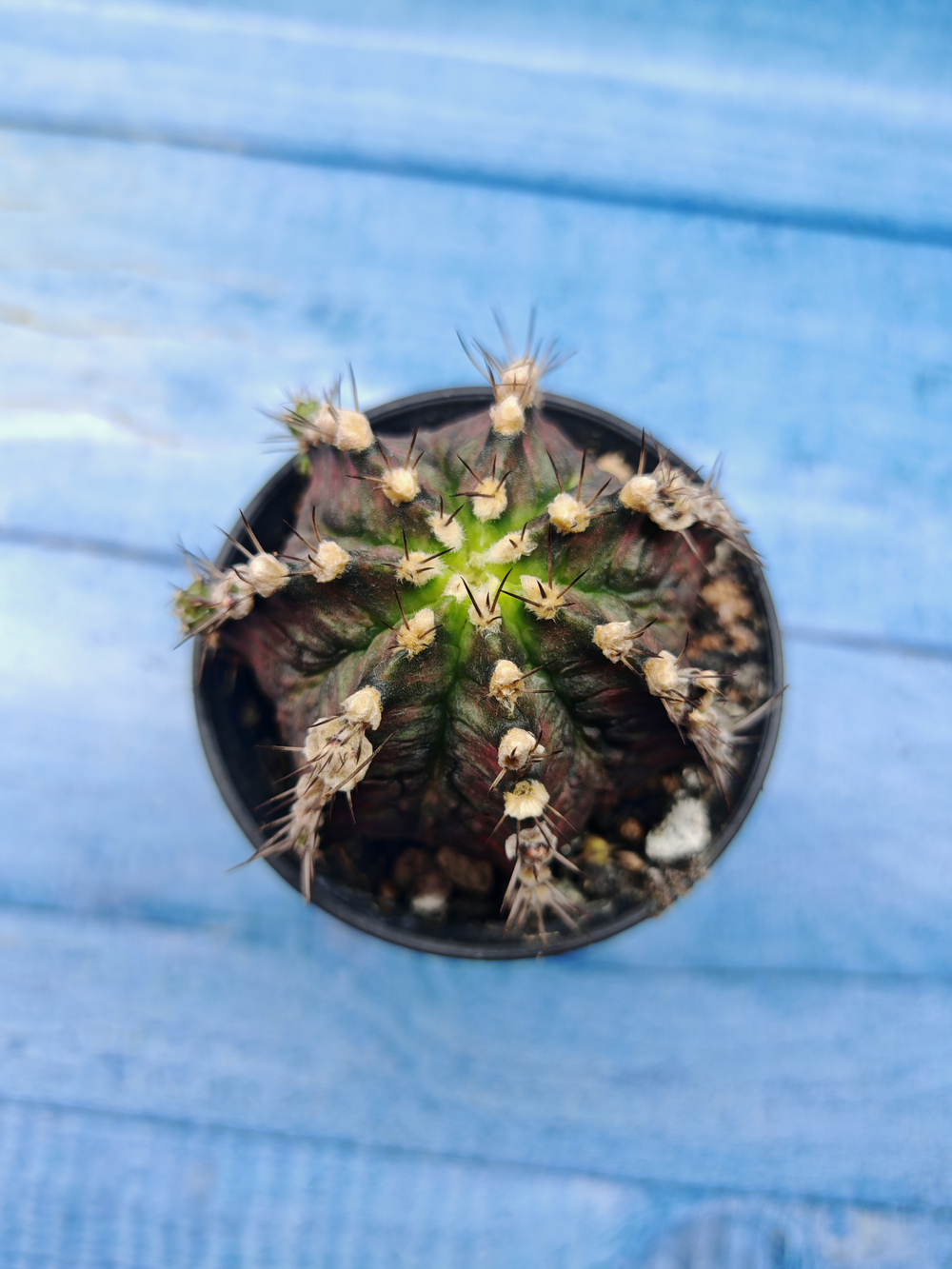 Gymnocalycium T-Rex Pink hybrid (Гимнокалициум)