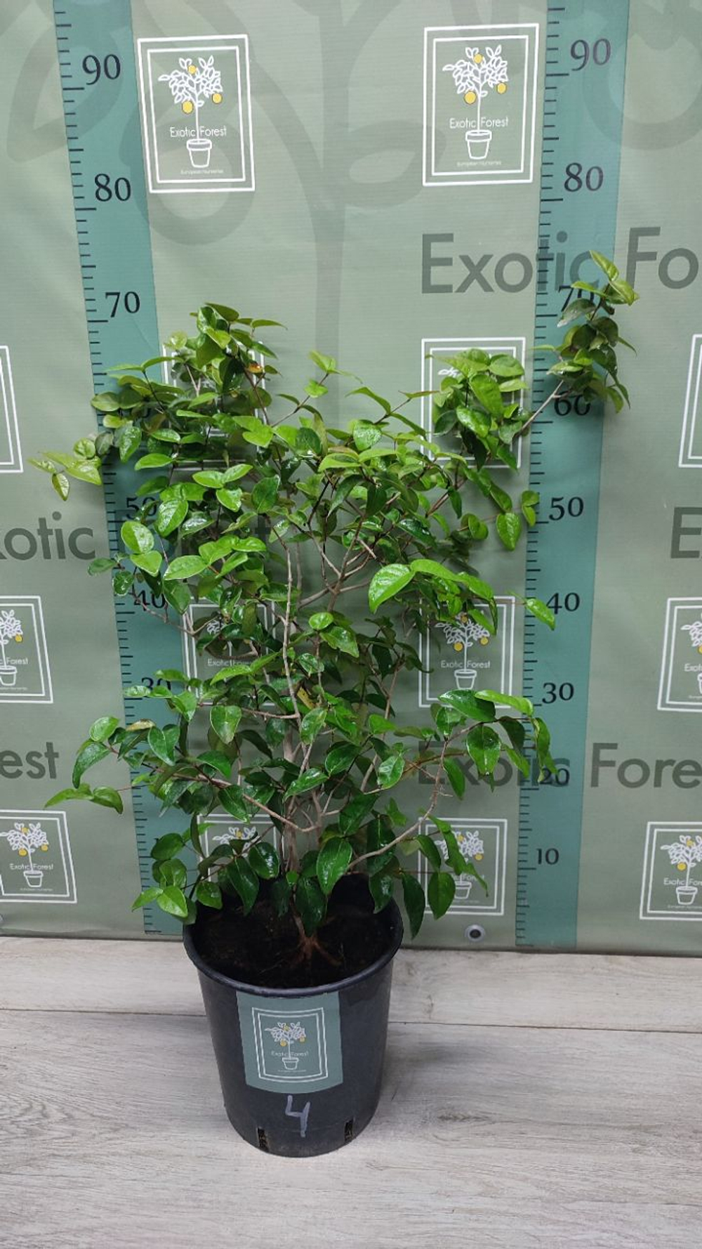 Eugenia Uniflora