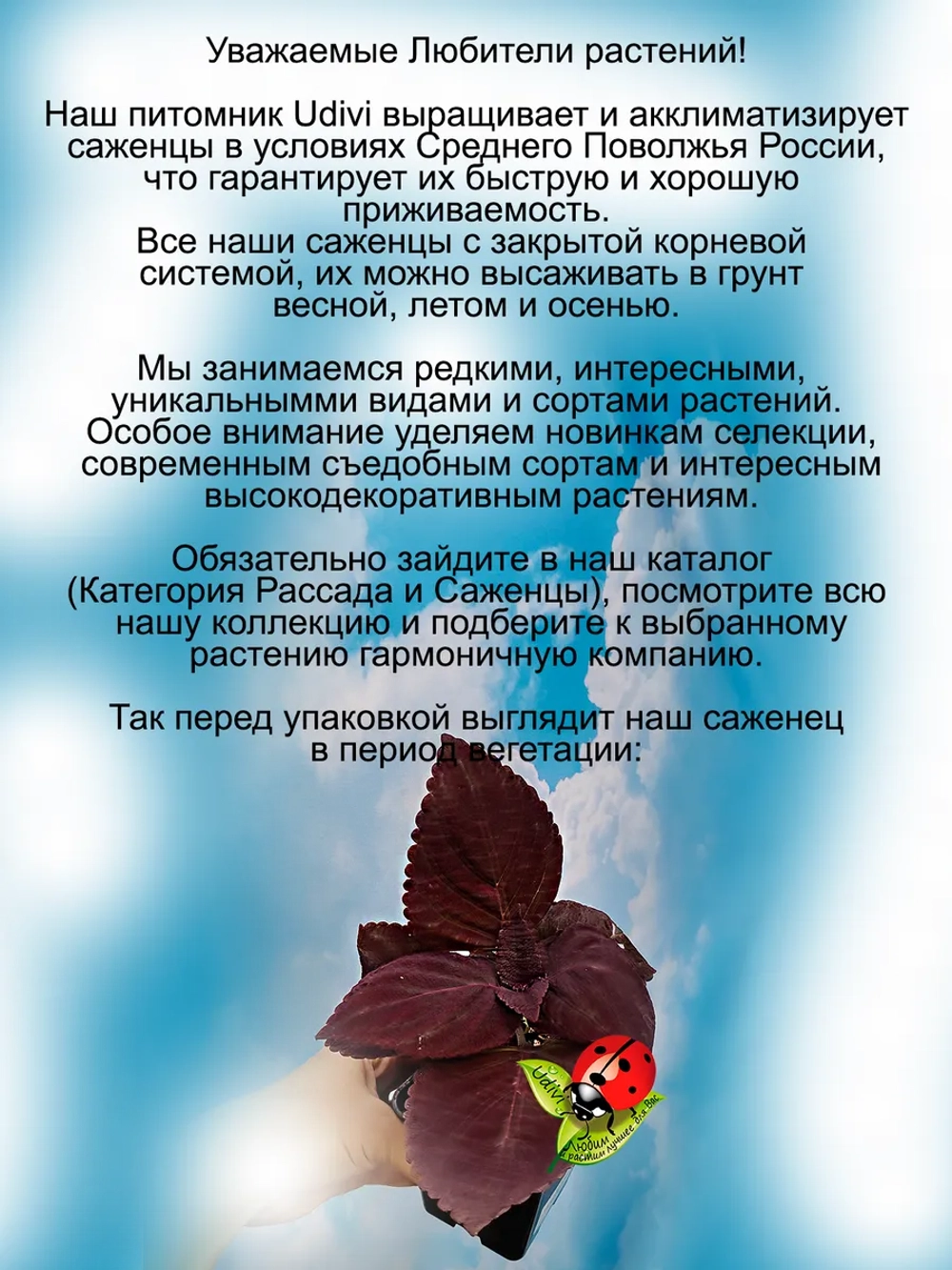 Колеус Черный Принц вегетативный