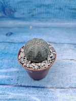 Euphoria Obesa (Эуфорбия)