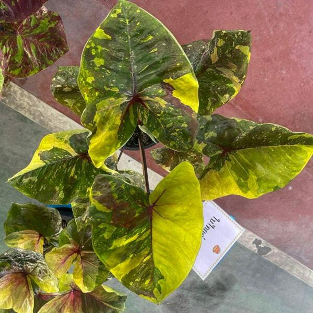Каладиум GOLDEN GREEN (K14)