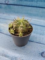 Euphorbia meloformis f. Variegated (Эуфорбия вариегатная)