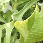 Плюмерия пудика VAR ARROW LEAF (W130)