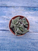 Faucaria Tuberculosa (Фаукария)