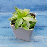 Haworthia Cymbiformis Variagate(Хавортия)