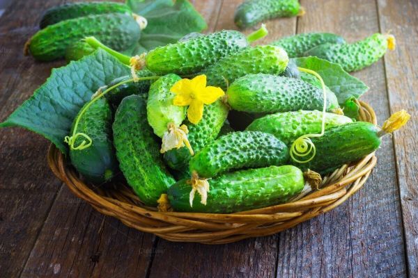 Как опылять пчелоопыляемые огурцы? Как опылять пчелоопыляемые огурцы?