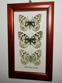Бабочка Melanargia russiae в рамке