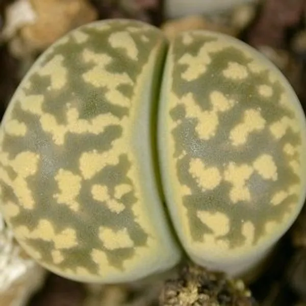 Литопс (C143А Lithops karasmontana ssp. bella) живые камни семена