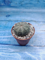 Euphoria Obesa (Эуфорбия)