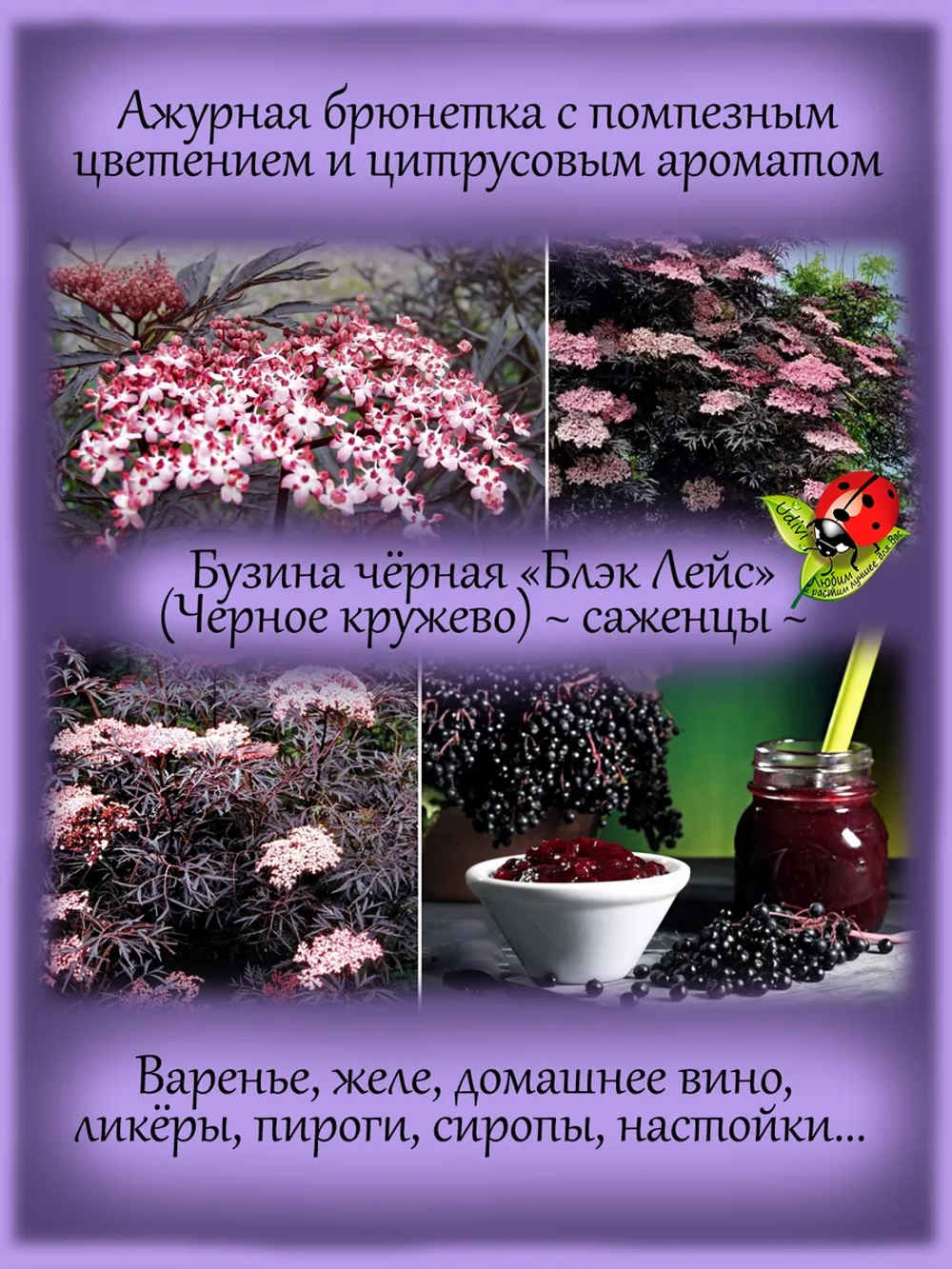 Бузина черная Блек Лейс Черное кружево