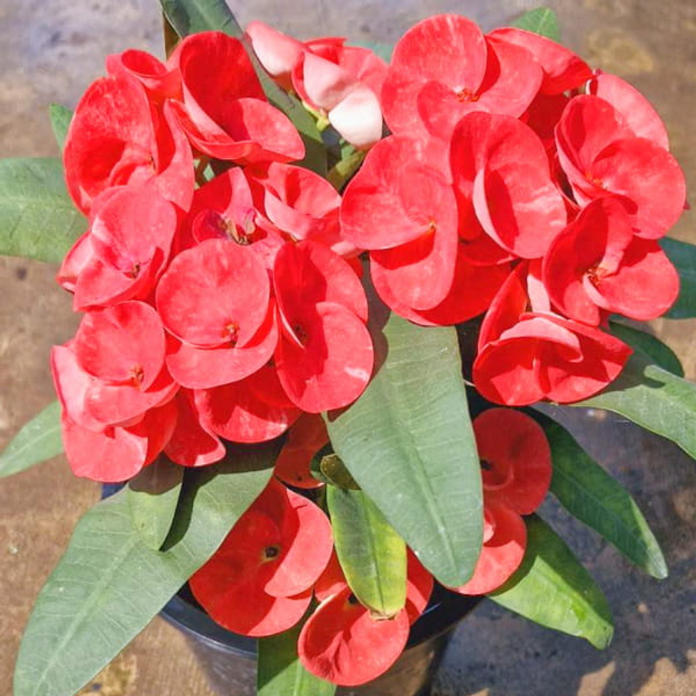 Эуфорбия Миля RED RUBY (82)