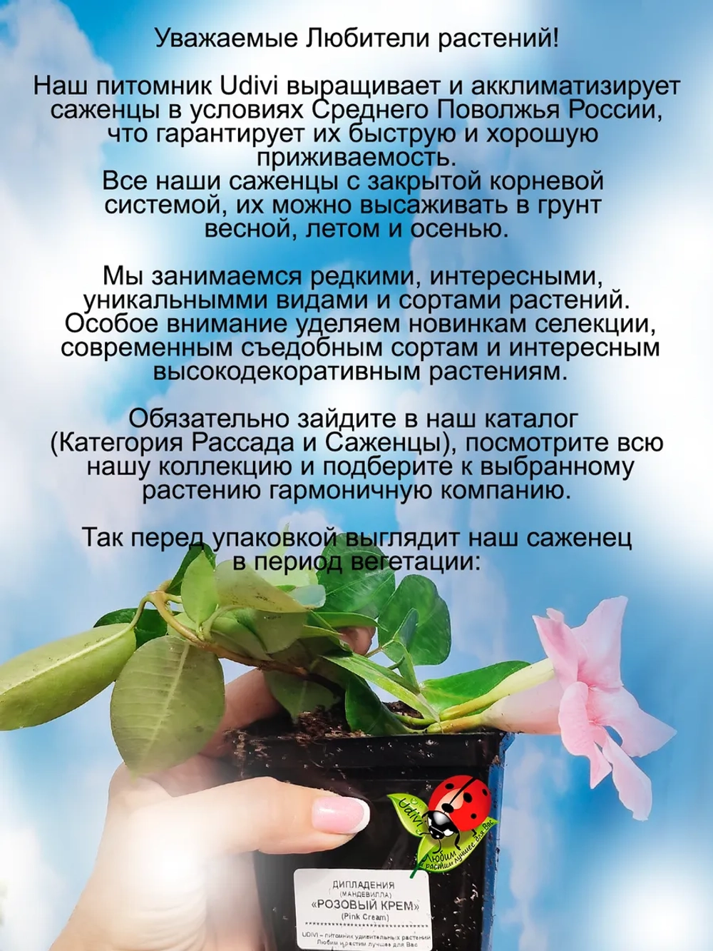 Дипладения Розовый крем Мандевилла