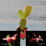 Schlumbergera Thor Vita (Декабрист)