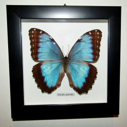 Бабочка Morpho peleides самка в рамке