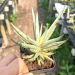 Сансевиерия FRANCISII WHITE VAR (S64)