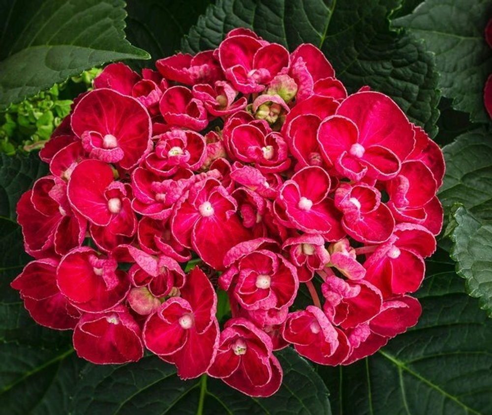 Курли Вурли Рэд (Curly Wurly red)р12 Европа весна 2027 г.
