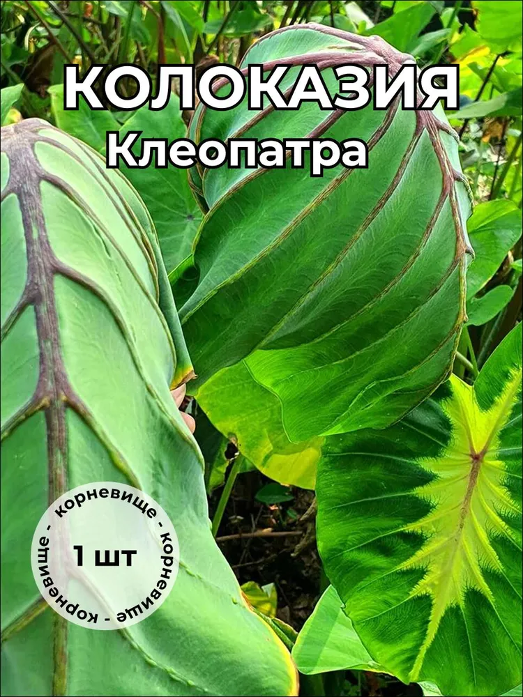 Колоказия Клеопатра — корневище