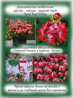 Пеларгония Летний танец в красно белом звёздчатая