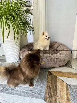 Лежанка для кошек лежак для собак домик