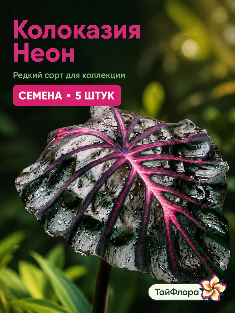 Колоказия Неон семена 5 штук