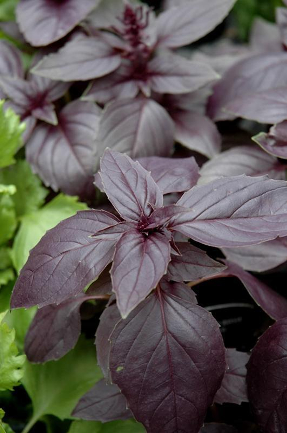 Базилик Рози 1г  Мировые Семена VITA GREEN
