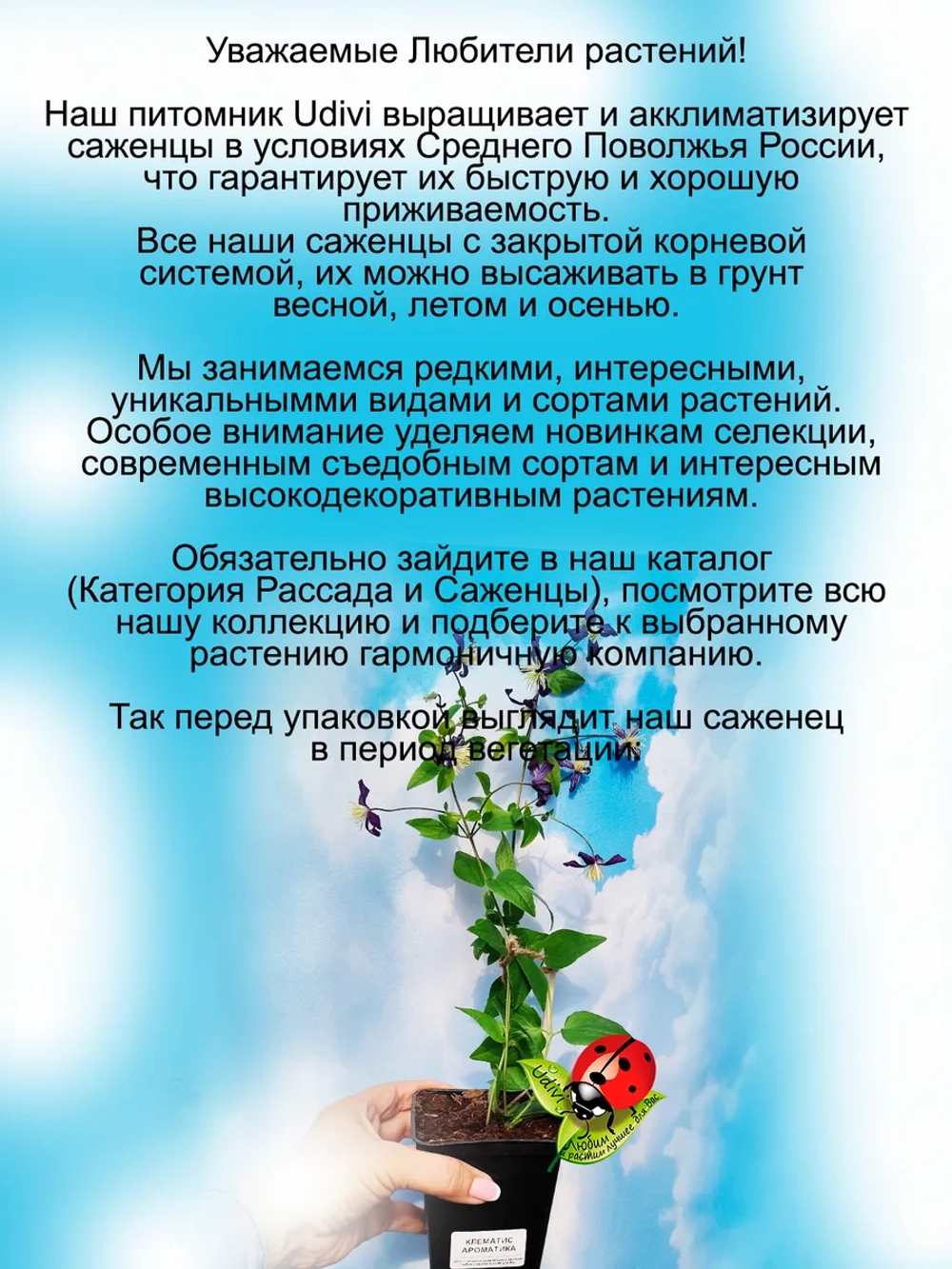 Клематис Ароматика парфюмированный