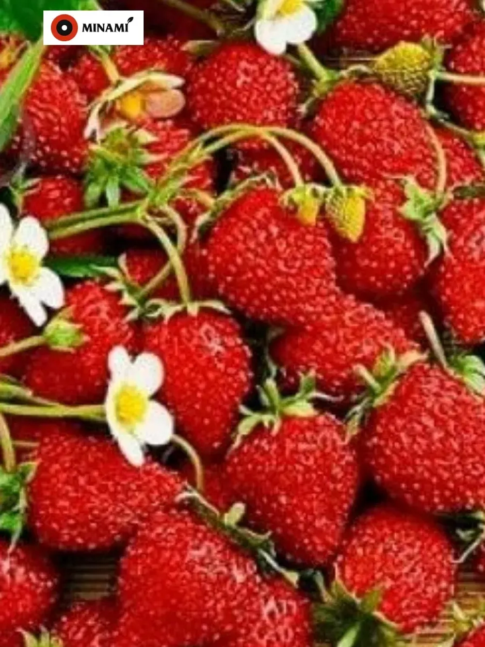Земляника Али-Баба семена 1г 1000шт ремонтантной