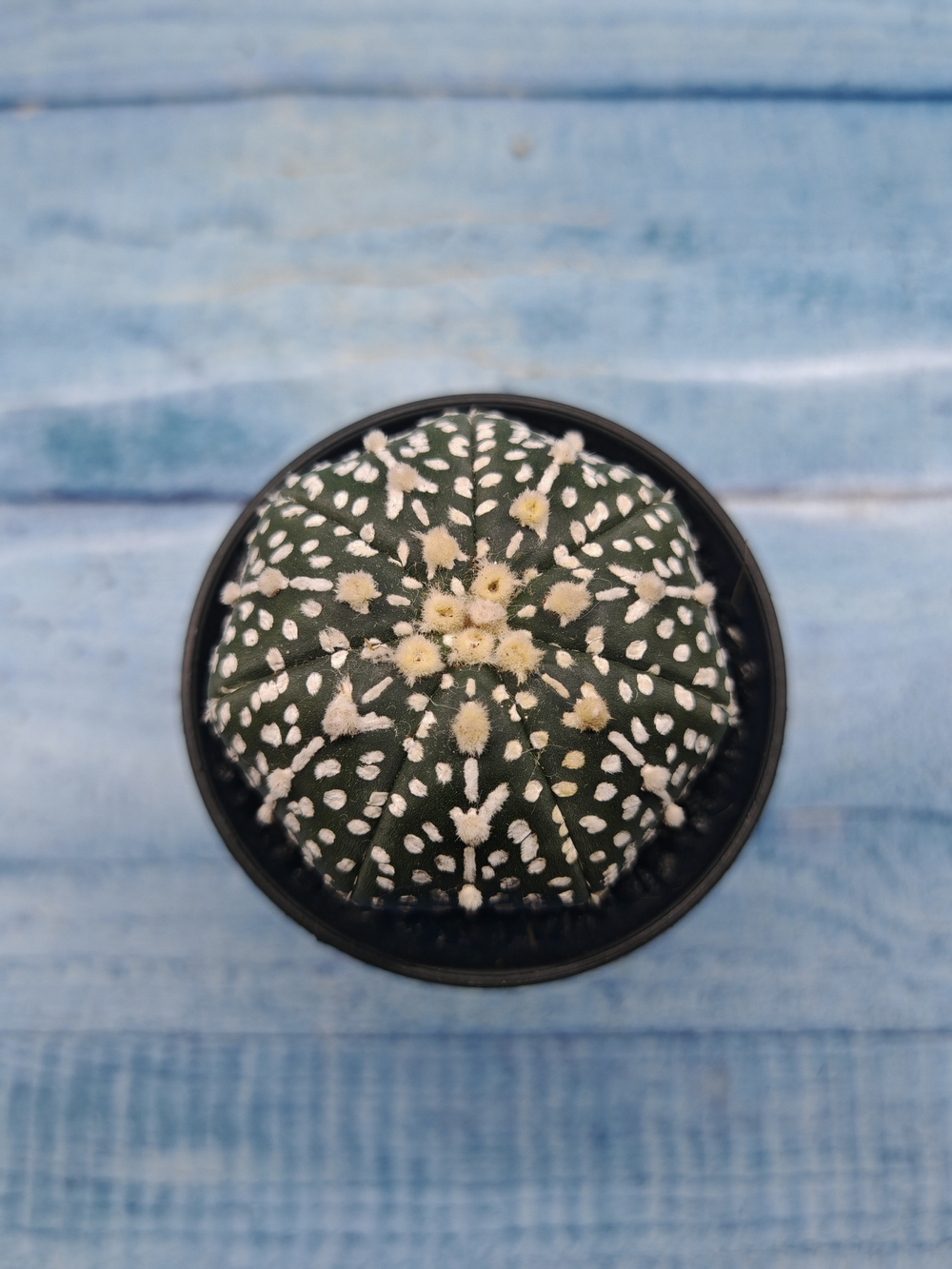 Astrophytum Asterias (Астрофитум)