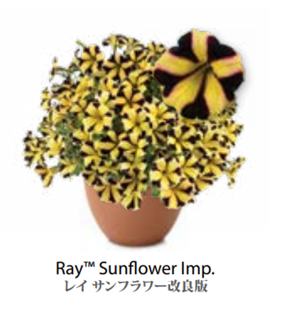 ЕВРО неукор Петуния RAY Sunflower Imp. ЕВРО НЕукоренный черенок (срезы) НОЯБРЬ поставка 3