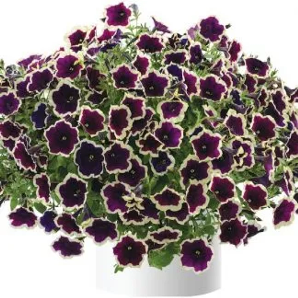 Петуния ампельная Cascadias Rim Magenta (П4)