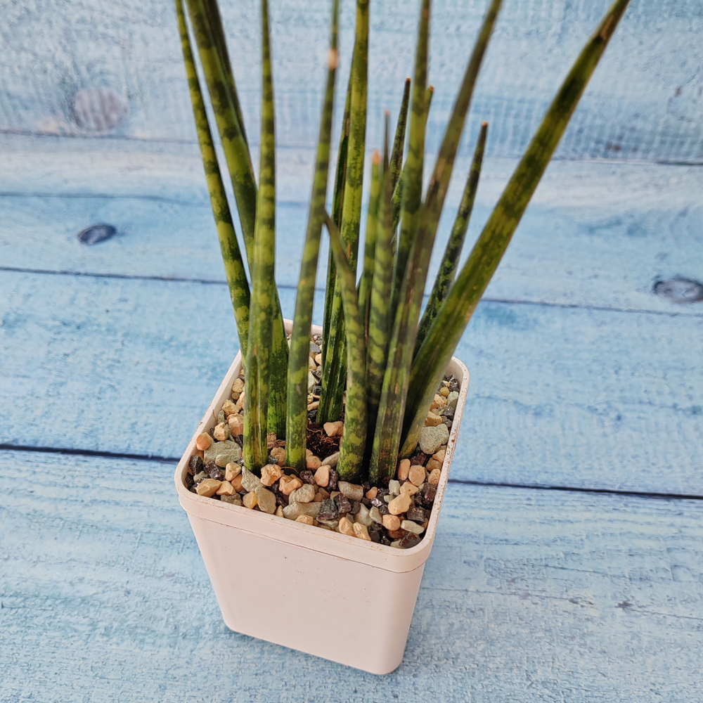 Sansevieria Fernwood Mikado (Сансевиерия)