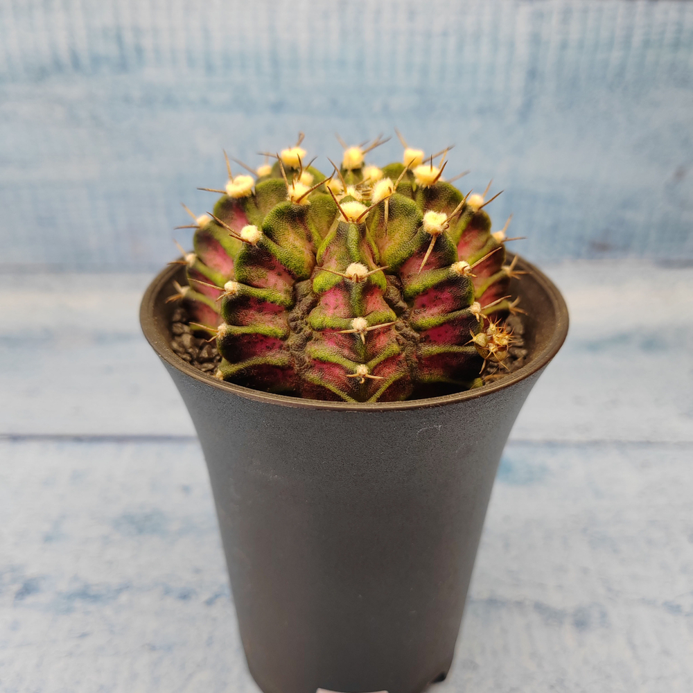 Gymnocalycium T-Rex Pink hybride (Гимнокалициум T-rex)
